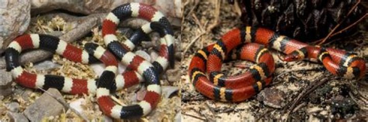 Is it illegal to kill a California Kingsnake?