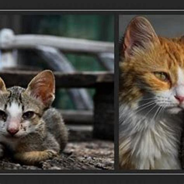 Is it illegal to kill stray cats in PA?