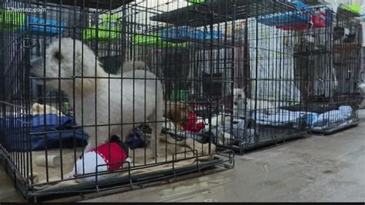 Is it illegal to let someone else's cat in your house?