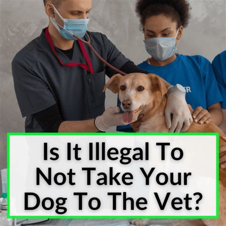 Is it illegal to not bring your dog to the vet?