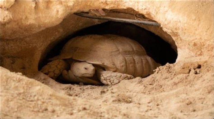 Is it illegal to touch a desert tortoise?