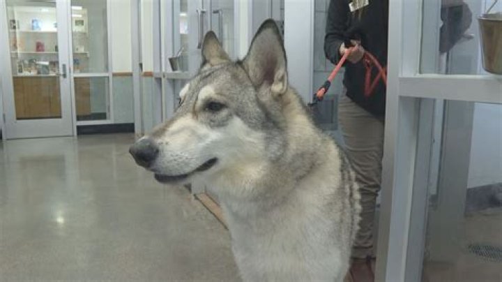 Is it legal to breed dogs at home?