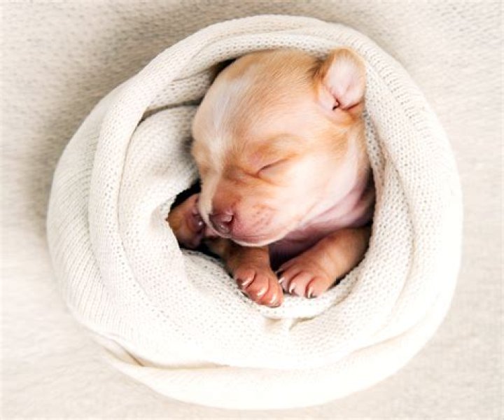 Is it normal for puppies to cry breastfeeding?