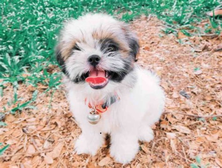 Is it normal for Shih Tzu to lose teeth?