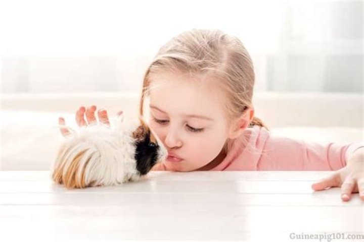 Is it OK to kiss guinea pigs?