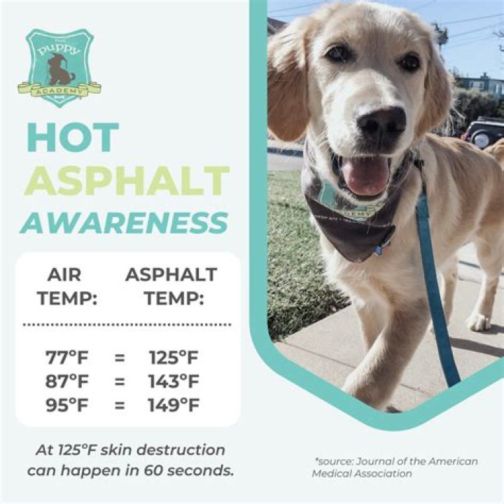 Is it safe to take dogs out in hot weather?