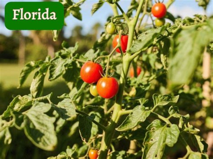 Is it too late to plant tomatoes in Florida?
