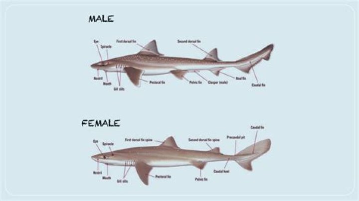Is Ivor a male or female name?