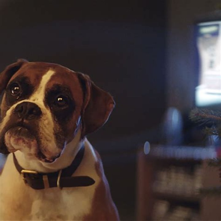 Is John Lewis dog friendly?