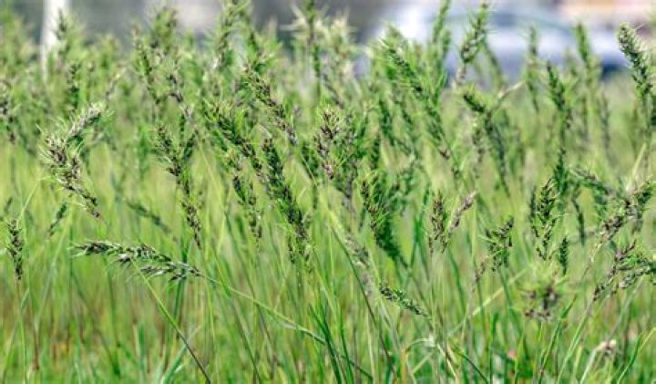 Is Kentucky bluegrass a good grass seed?