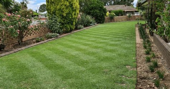 Is Kikuyu good in shade?