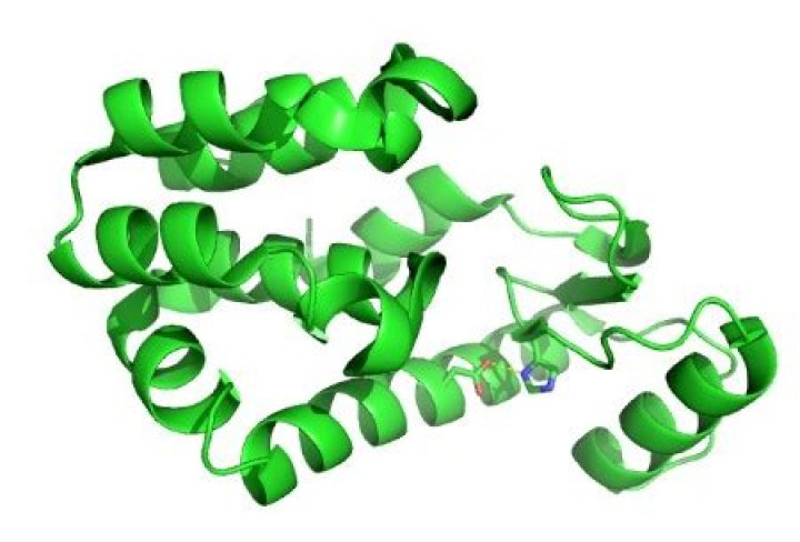 Is lysozyme a whey protein?