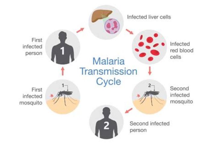 Is malaria in PNG?