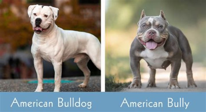 Is my dog a pitbull or American bully?