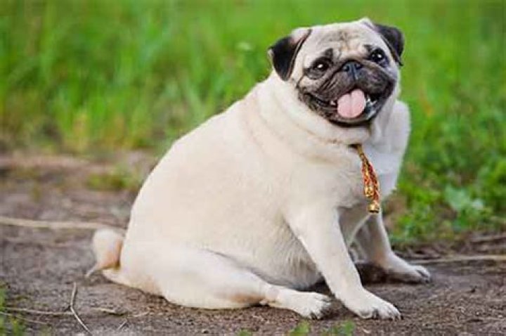Is my pug overweight?
