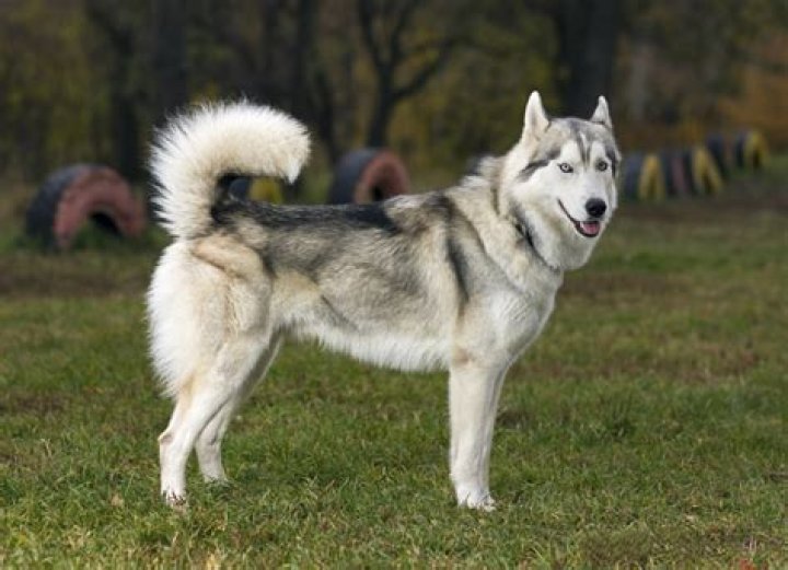 Is my Siberian husky part wolf?