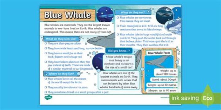 Is nerve based on Blue Whale?