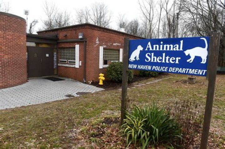 Is New Haven Animal Shelter a kill shelter?