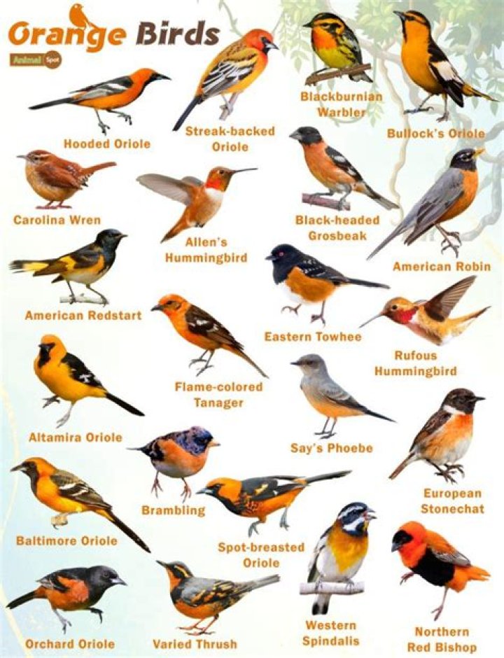 Is Orange safe for birds?
