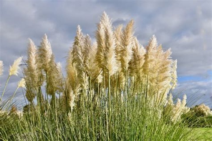 Is Pampas Grass illegal in Victoria?