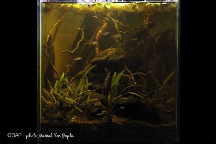 Is Peat good for aquarium?