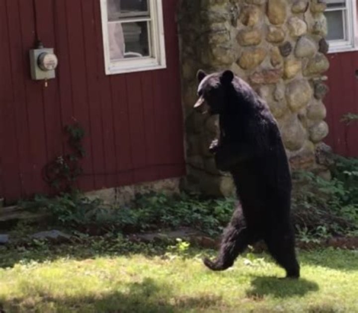 Is pedals the bear still alive?