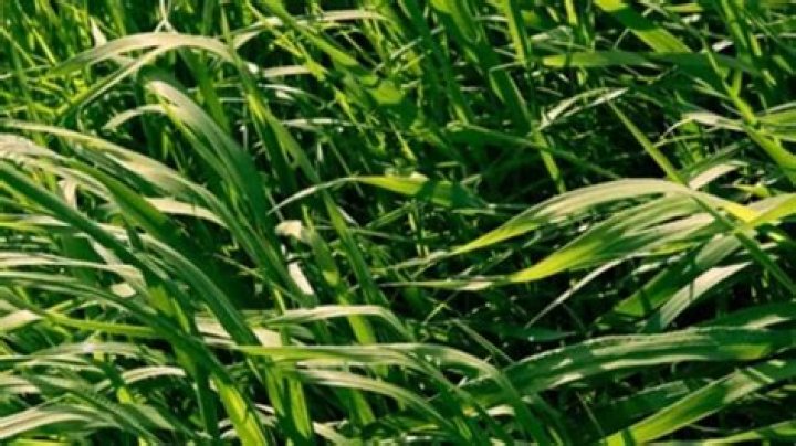Is perennial ryegrass good for pasture?