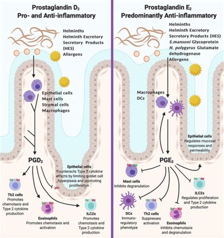 Is pge2 inflammatory?