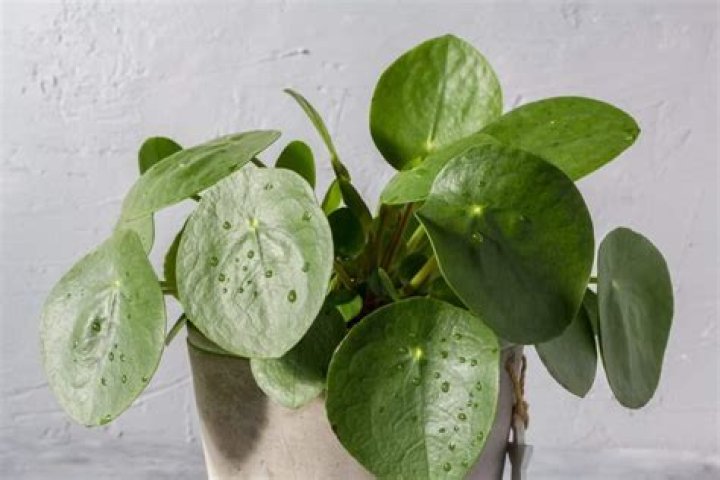 Is pilea toxic to humans?
