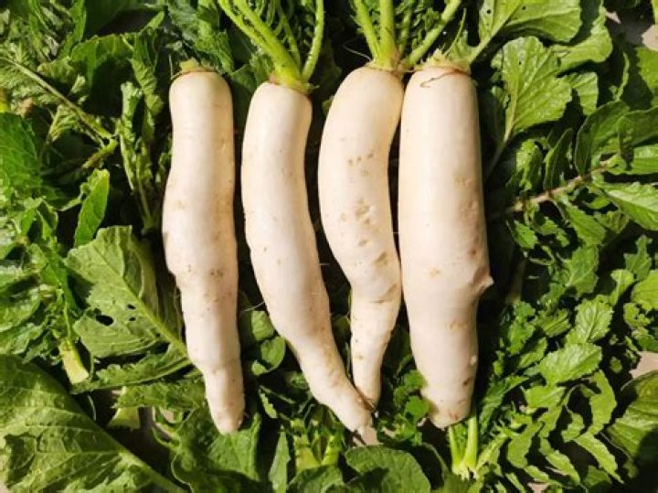 Is radish a winter vegetable?