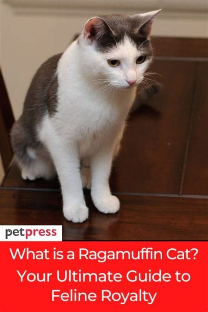 Is Ragamuffin an insult?