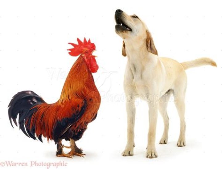 Is Rooster compatible with dog?