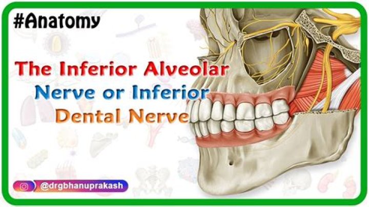 Is s dental or alveolar?