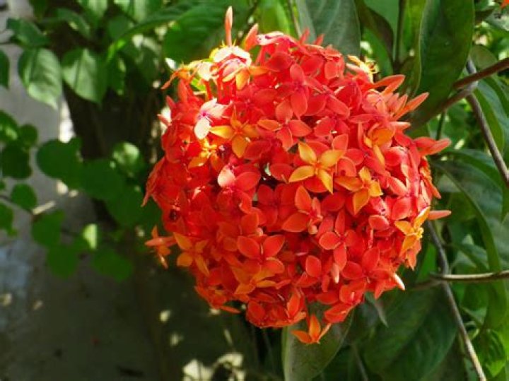 Is Santan an ornamental plant?