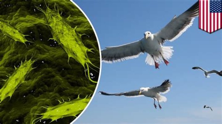 Is seagull poop dangerous?
