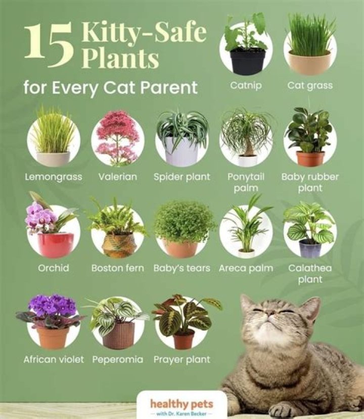 Is Sergeant's Nature's Guardian safe for cats?
