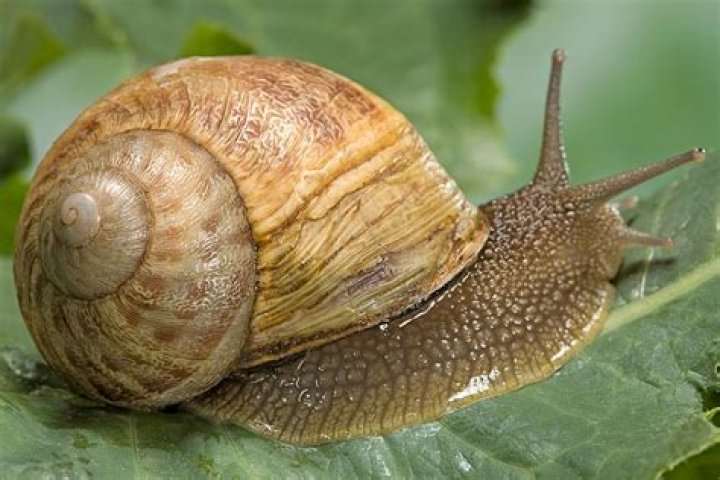 Is snail an animal protein?