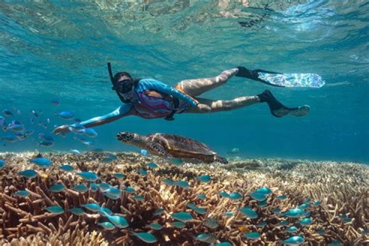 Is snorkeling the Great Barrier Reef worth it?