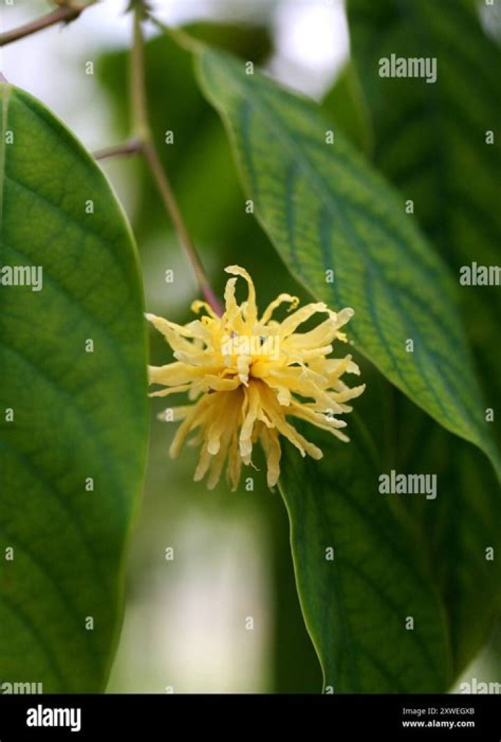 Is Solanum a monotypic genus?