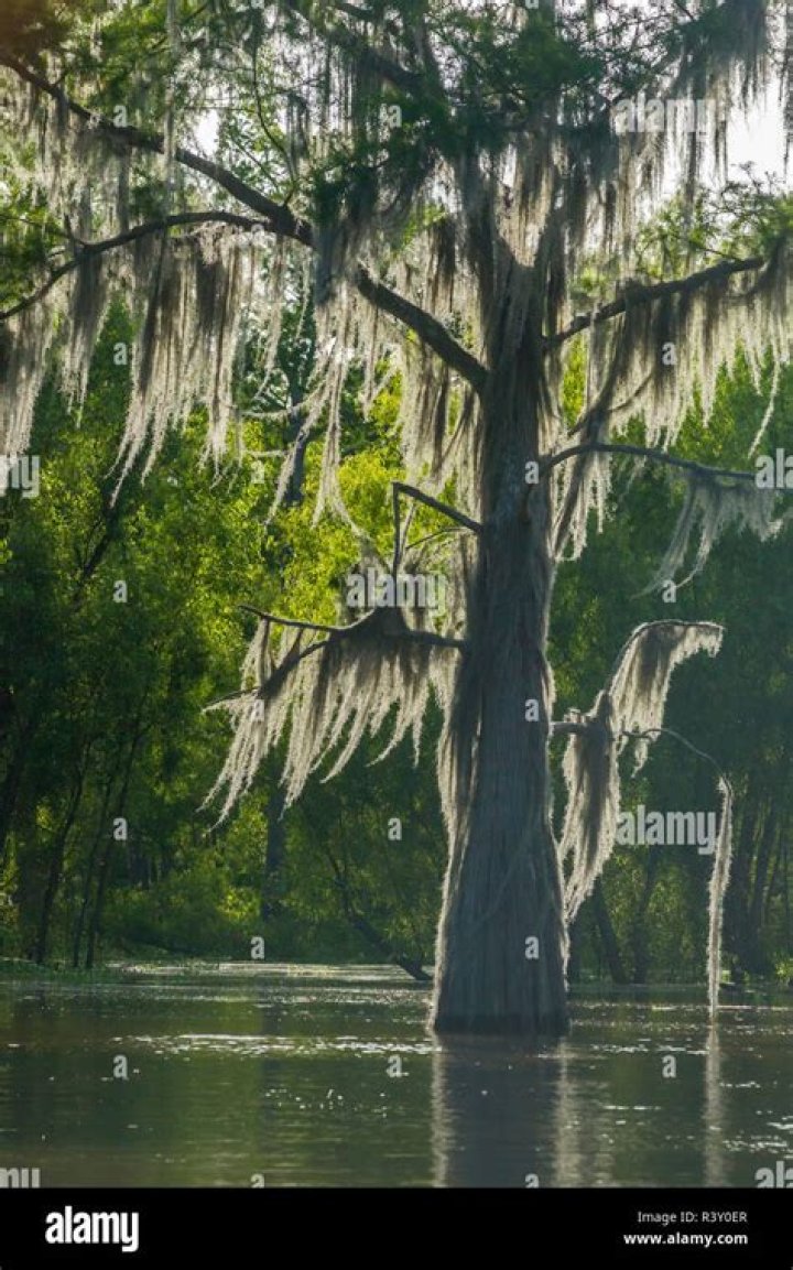 Is Spanish moss native to Louisiana?