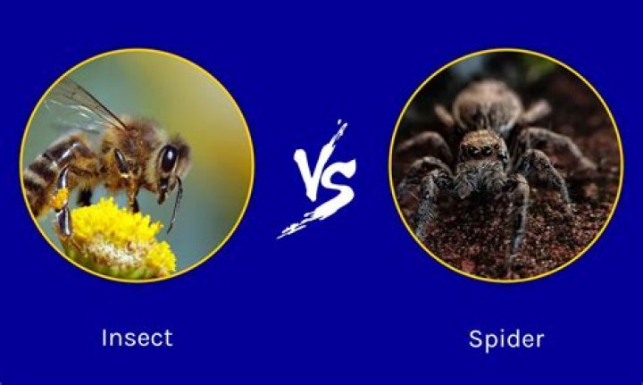 Is spider a bug or insect?