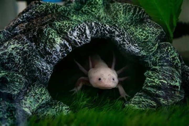 Is spring water safe for Axolotls?