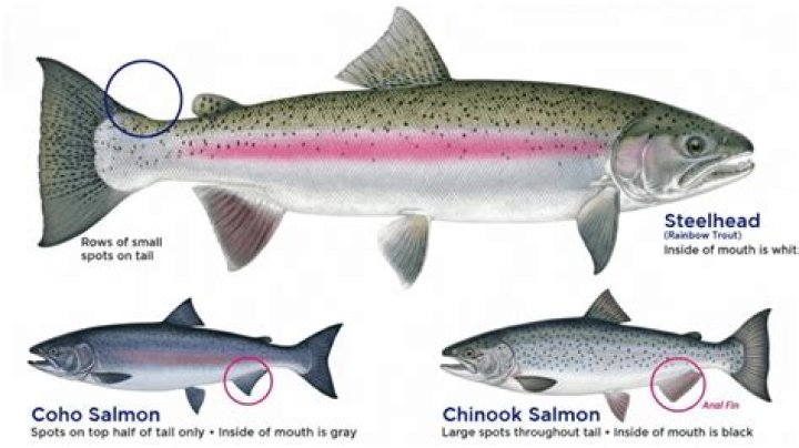 Is Steelhead a healthy fish?