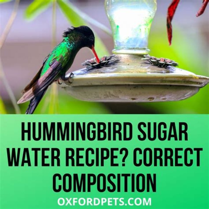 Is sugar water bad for birds?
