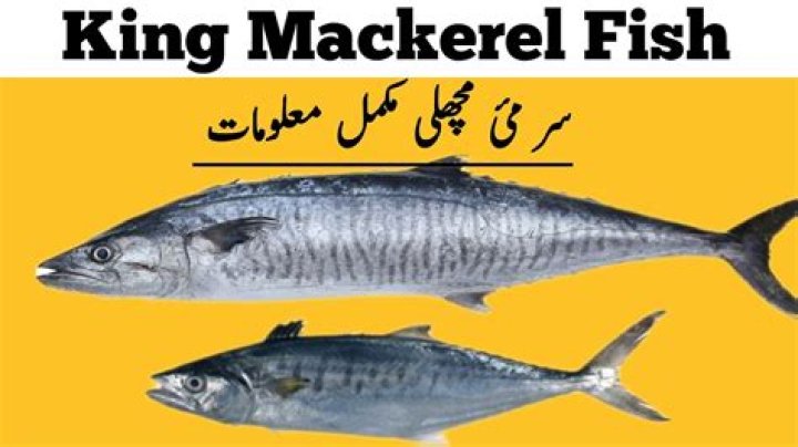 Is Surmai and kingfish same?