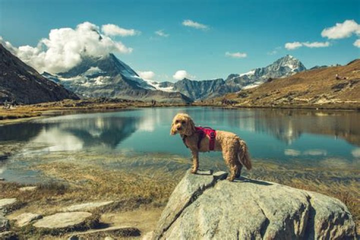 Is Switzerland dog friendly?