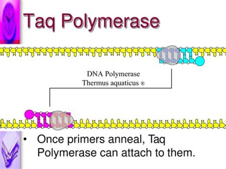 Is Taq polymerase a DNA polymerase?