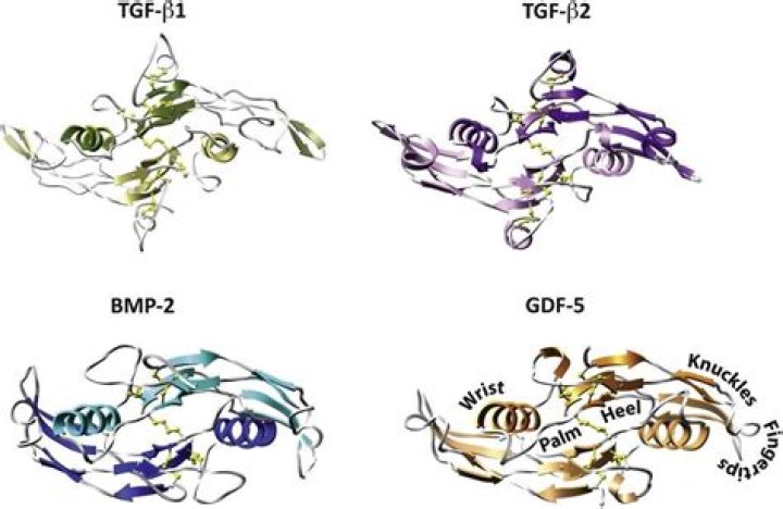Is TGF beta an oncogene?