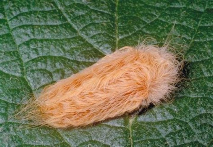 Is the American dagger moth caterpillar poisonous?