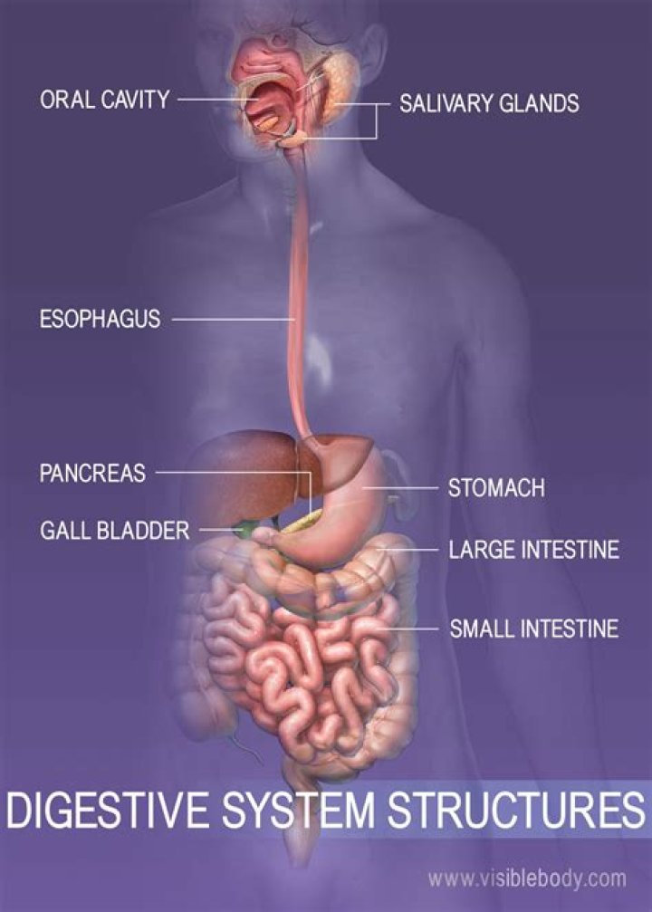 Is the digestive system open or closed?